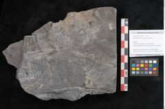 Foto (Objekt + Etikett) von Senftenbergia crenata Lindl. et H. (NHMW-GEO-2024-0188-10940)